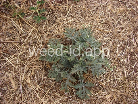 parthenium, ragweed